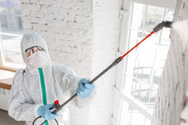 Best Mold Removal for HVAC Installations  in Summersville, WV
