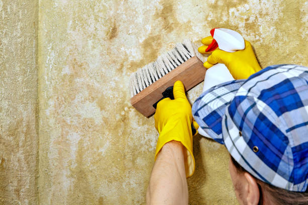 Best Forensic Mold Investigation  in Summersville, WV