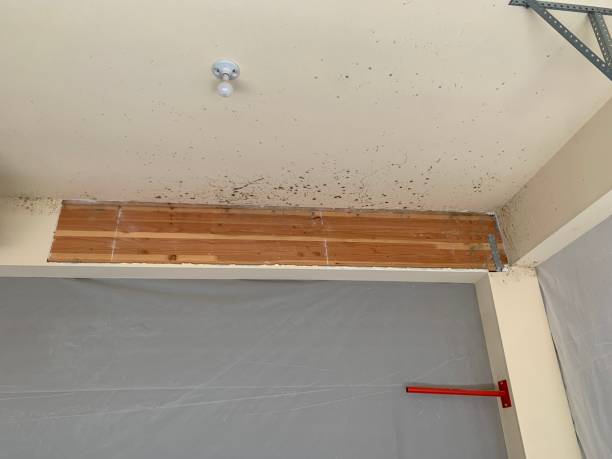 Best Basement Mold Removal  in Summersville, WV