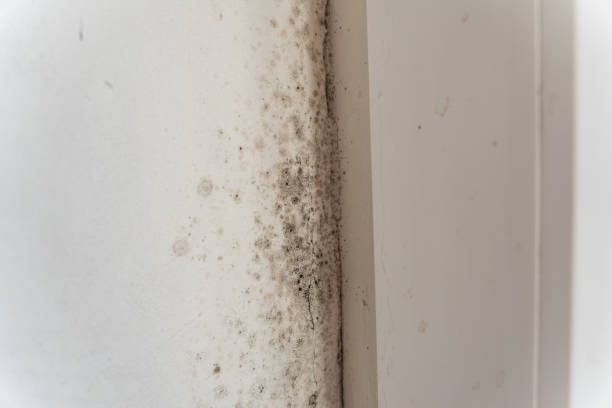 Best Mold Damage Restoration  in Summersville, WV