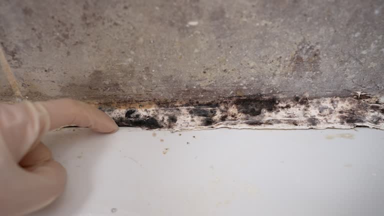 Best Mold Prevention Services  in Summersville, WV