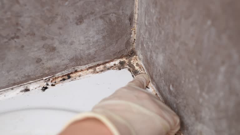 Best Water Damage & Mold Remediation  in Summersville, WV