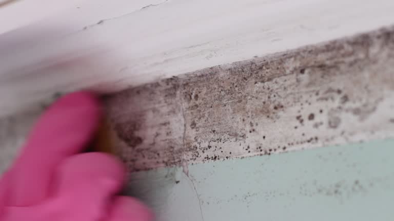 Best Mold Odor Removal Services  in Summersville, WV